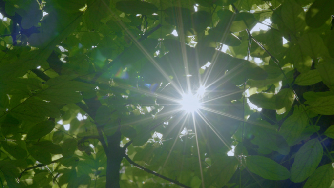唯美阳光穿过树叶 大自然下阳光反射