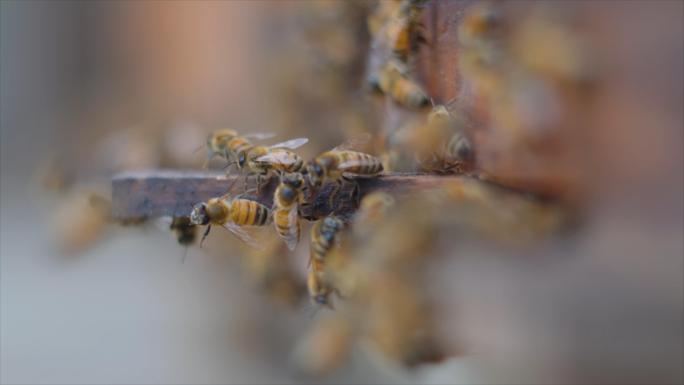 春天蜜蜂在不同的花朵中采蜂蜜