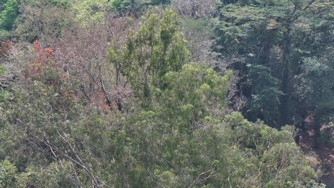 4K-Log-航拍中科院热带植物园