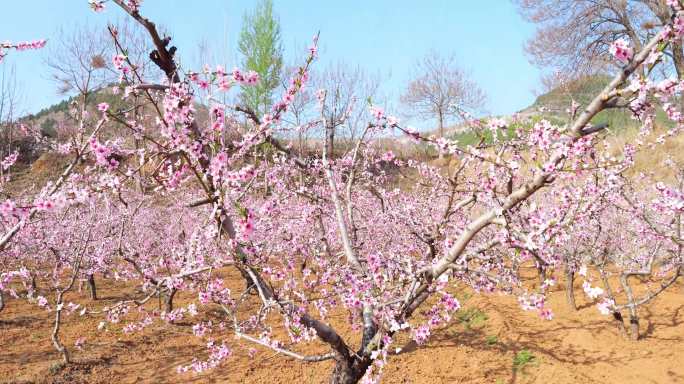 春暖花开 春天 桃花特写 桃花村