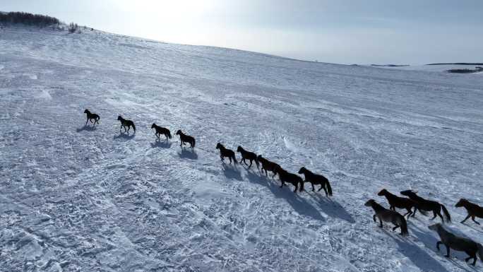呼伦贝尔雪原牧场奔跑的马群