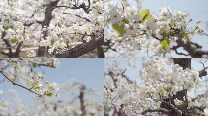 梨花素材