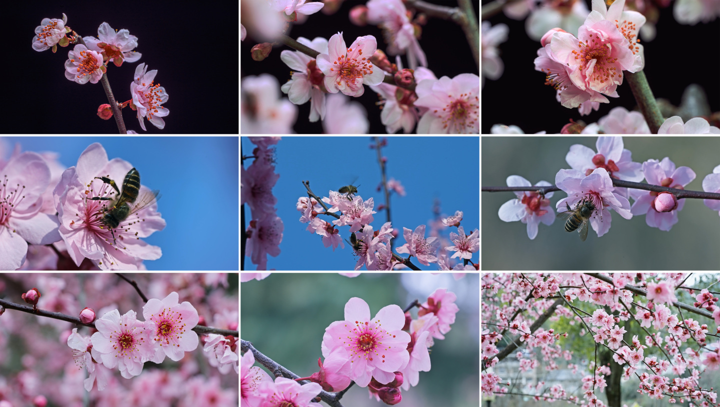 梅花花开蜜蜂采蜜春暖花开春天梅花实拍