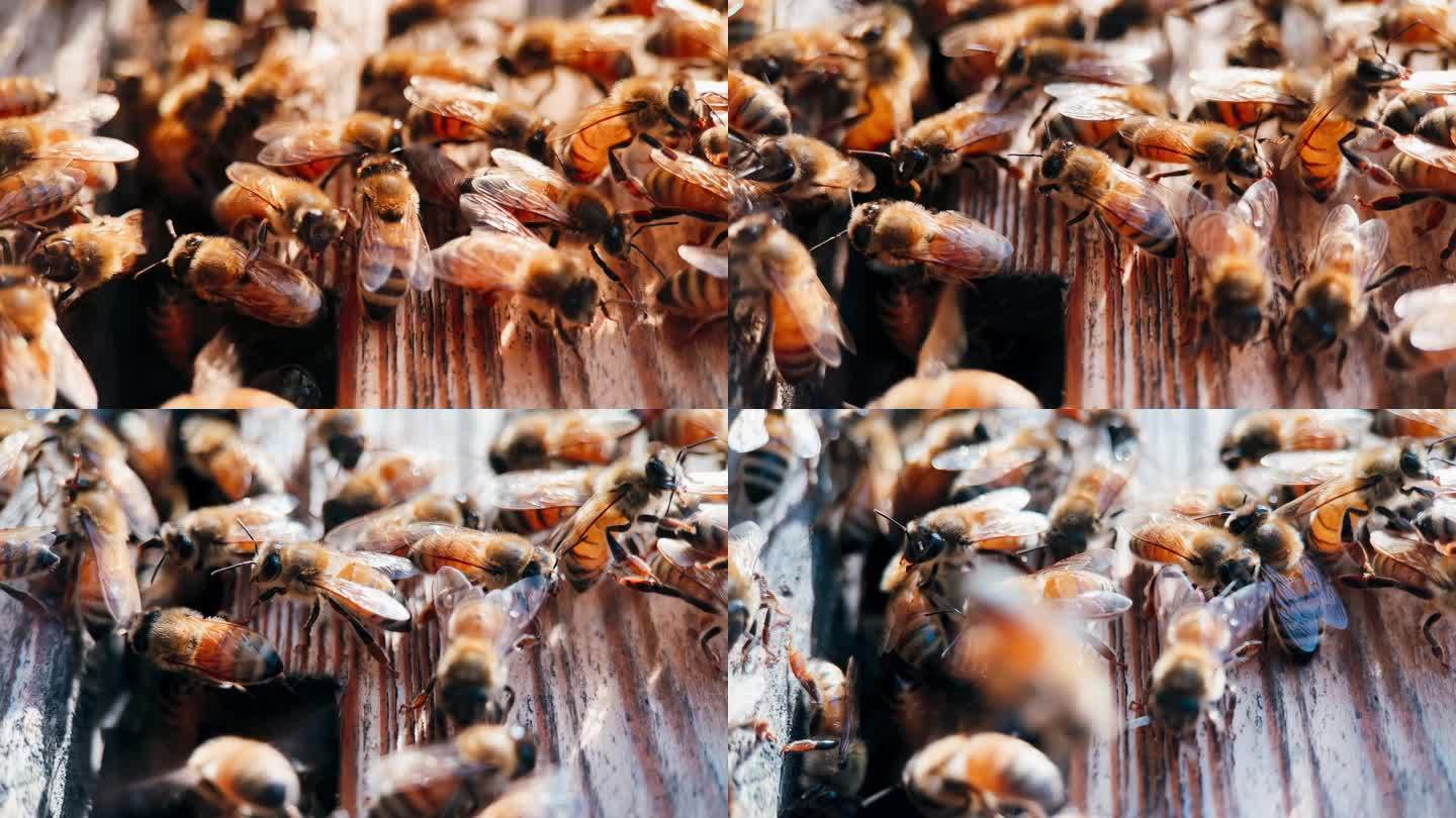 蜂箱门口的蜜蜂特写