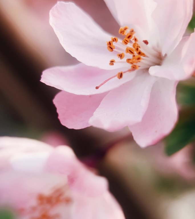 樱花微距特写