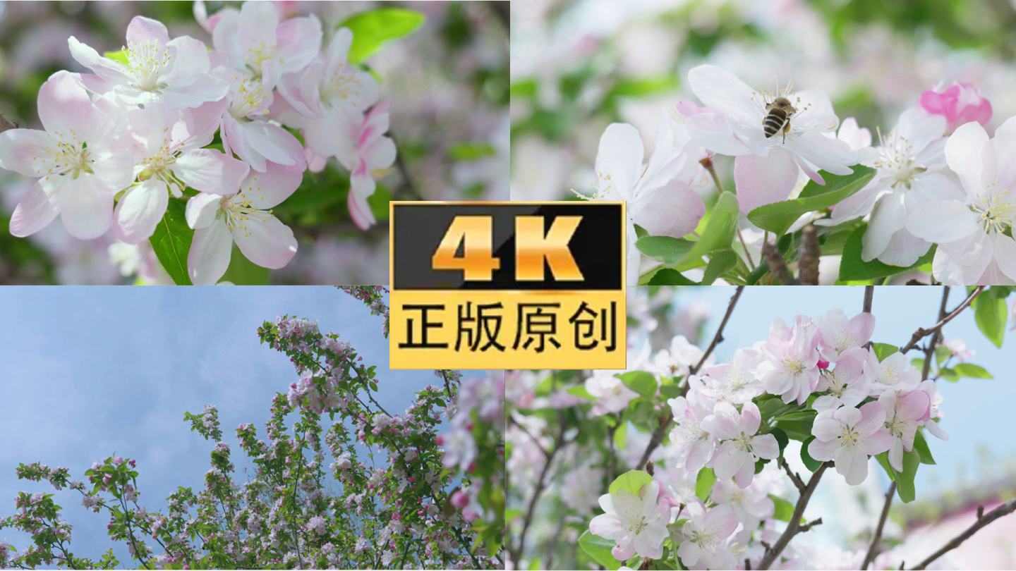 原创4k可商用 海棠花盛开春暖花开