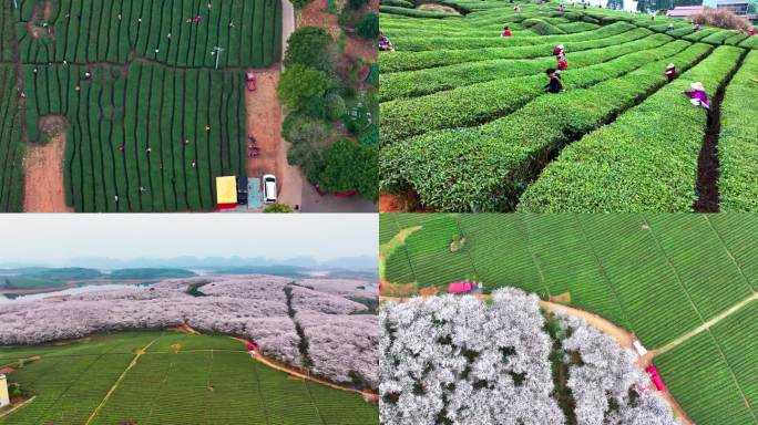 4K航拍贵州平坝樱花茶厂景区