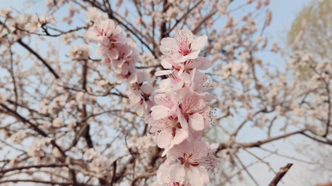 树杈 花朵