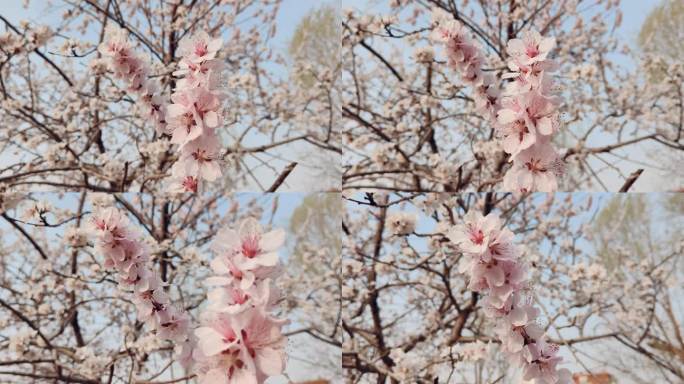 树杈 花朵