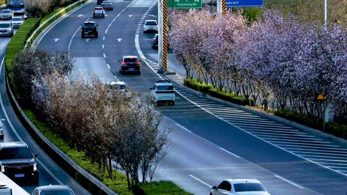 石家庄开满花的街道