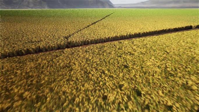 水稻UE模拟航拍