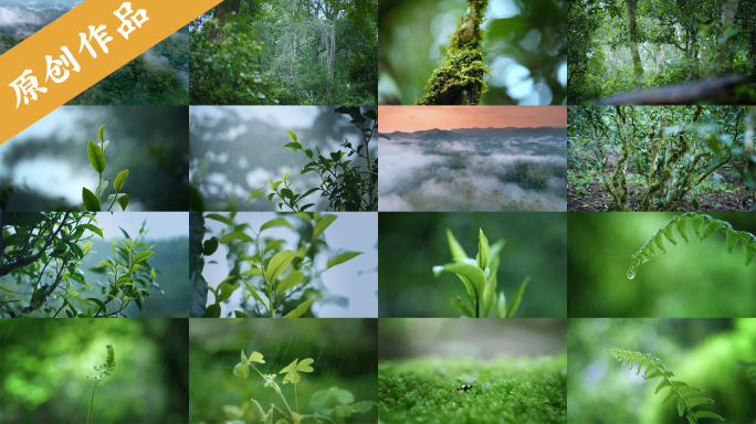 4k茶园生态热带雨林云雾森林茶树芽微生物