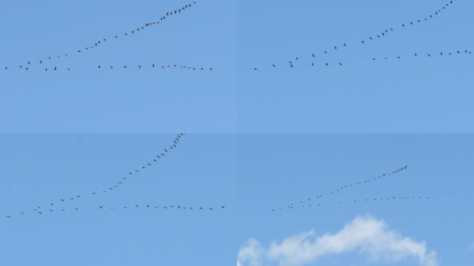 海鸥成群飞过天空 大雁