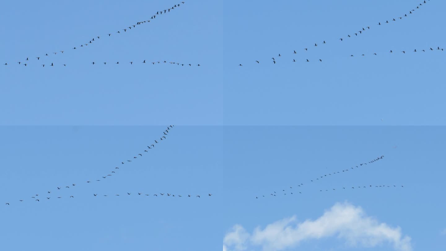 海鸥成群飞过天空 大雁