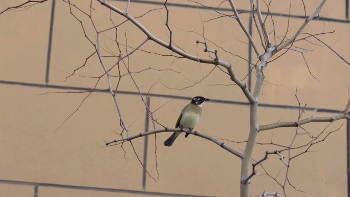 枝头的小鸟鸟儿站树上鸟儿春天枝头鸟儿小鸟