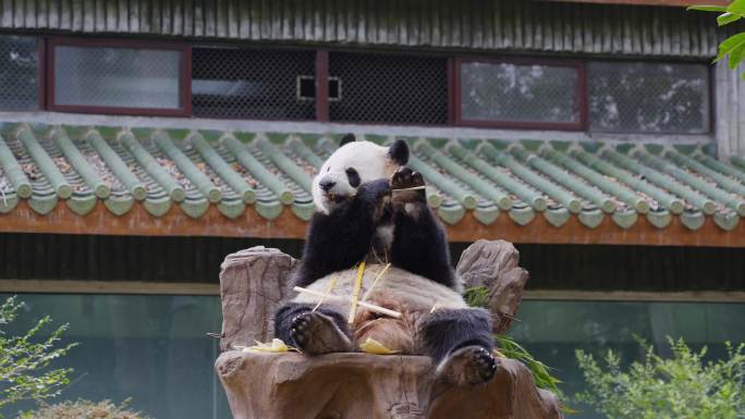 2024最新广州动物园大熊猫雅一星一