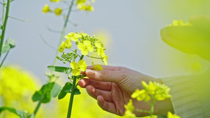 油菜花粉樱花