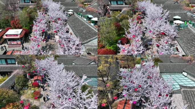 春天古建筑樱花与灯笼航拍徐州市回龙窝