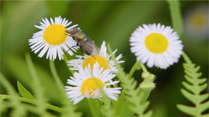 微观世界，绿头苍蝇在雏菊上爬行觅食花粉