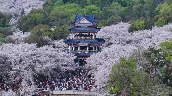 无锡鼋头渚樱花航拍大景