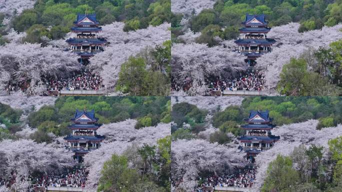 无锡鼋头渚樱花航拍大景