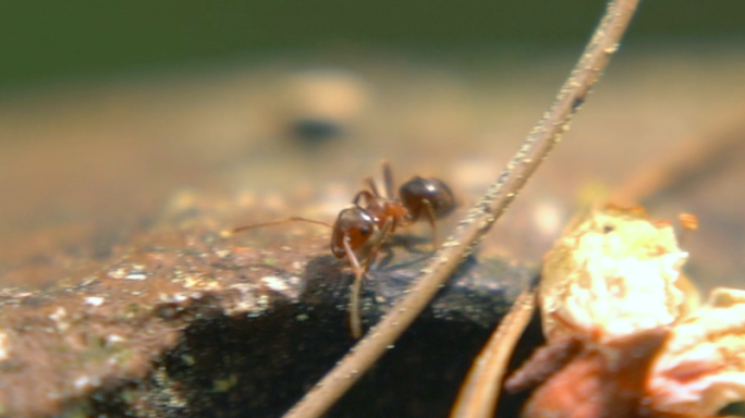 苔藓 蚂蚁 小蚂蚁 红蚂蚁 昆虫 微距