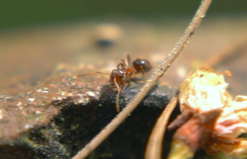 苔藓 蚂蚁 小蚂蚁 红蚂蚁 昆虫 微距