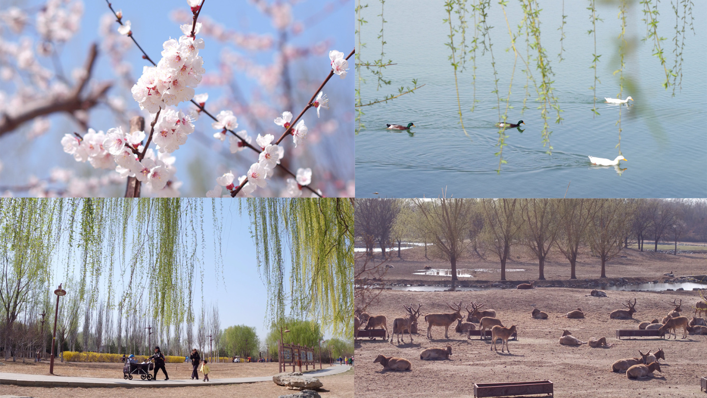 北京市公园春天的环境生态