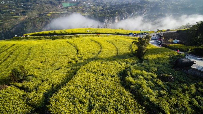 山区油菜花海4K