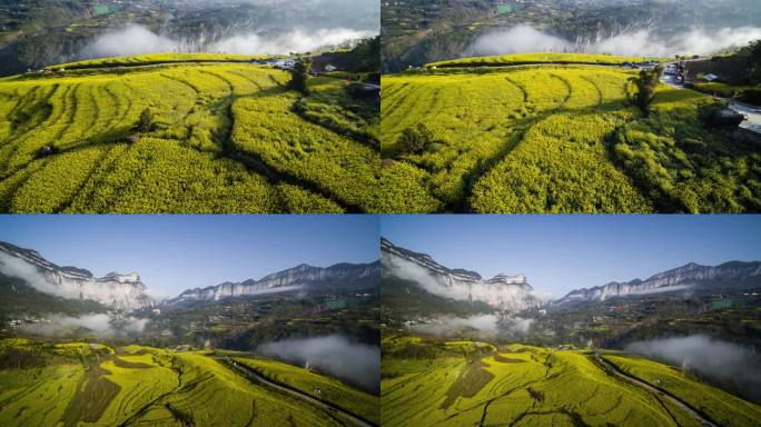 山区油菜花海4K