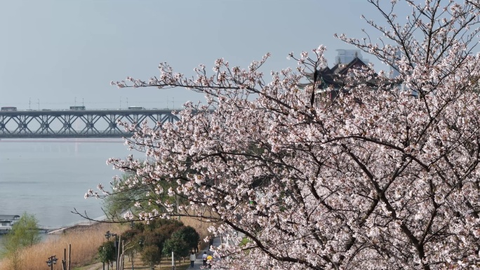 晴川阁樱花