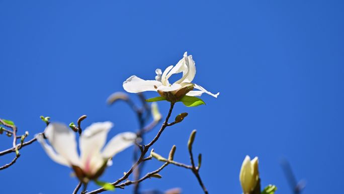 春天盛开的白色玉兰花花朵特写