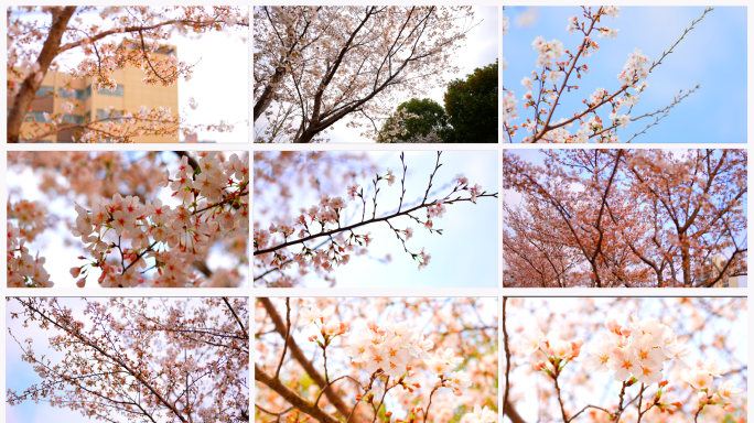 19组樱花镜头缓慢美景春天粉色植物浪漫