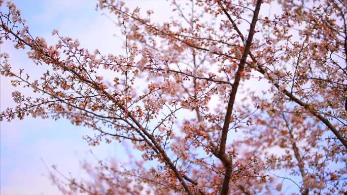 19组樱花镜头缓慢美景春天粉色植物浪漫