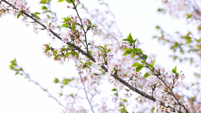 樱花大道