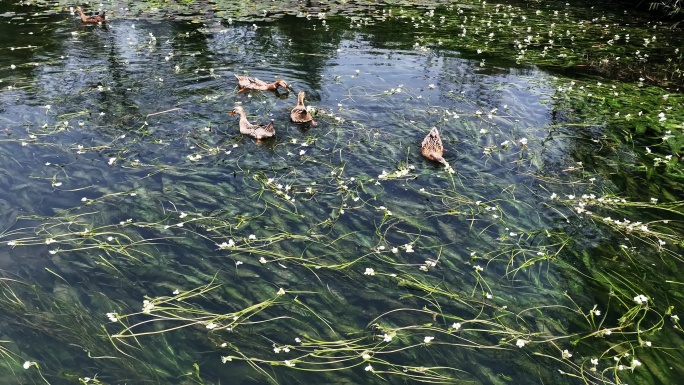 春天阳光下桂林小河里盛开的海菜花和鸭子