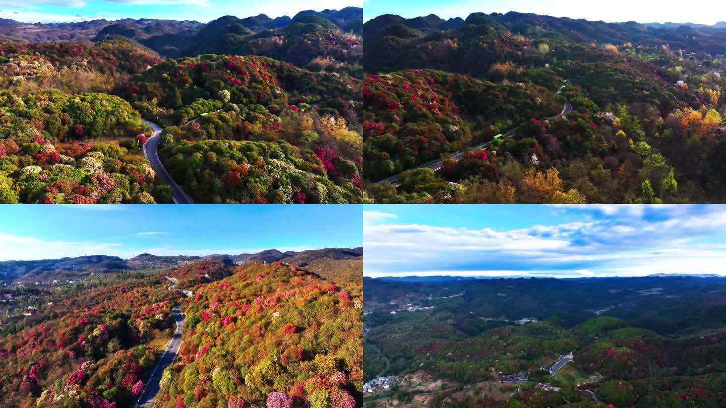 4K航拍贵州毕节百里盛开杜鹃花自然风景