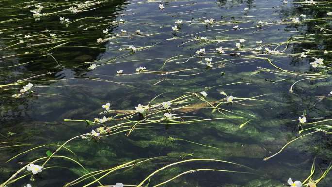 春天阳光下桂林小河里盛开的海菜花