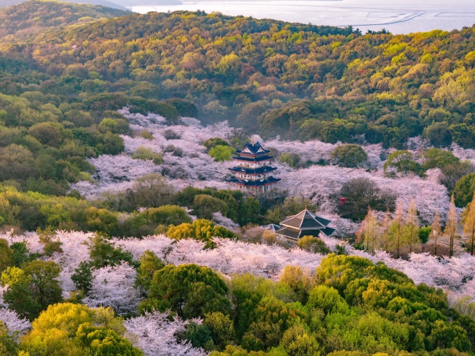 无锡太湖鼋头渚樱花延时摄影