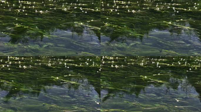 春天阳光下桂林小河里盛开的海菜花