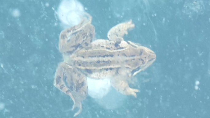 4K冰湖下的林蛙 林蛙交配