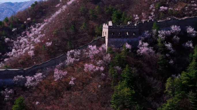 北京黄花城长城的春天鲜花盛开