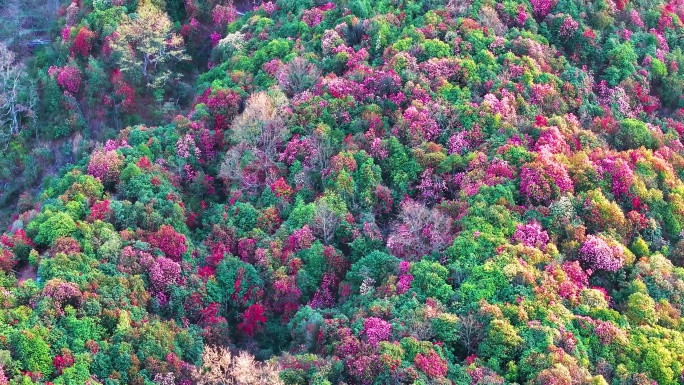 4K航拍贵州毕节百里杜鹃花美景