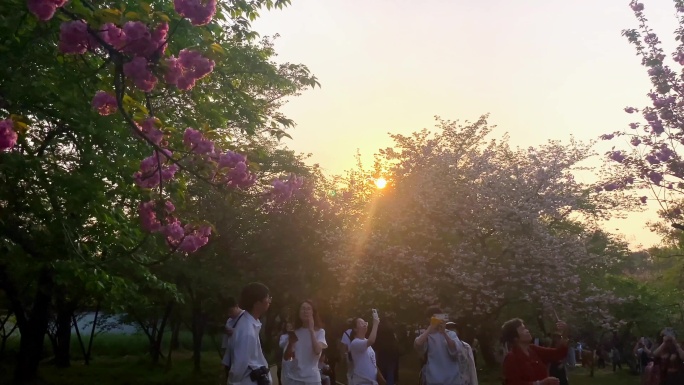 公园樱花开了阳光照在樱花树上