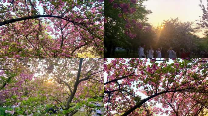 公园樱花开了阳光照在樱花树上