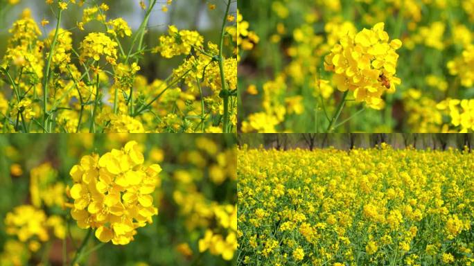 花瓣花朵唯美 春风阳光 榨油食用油