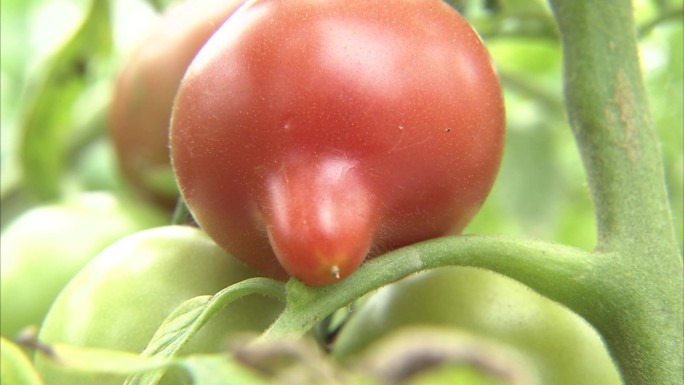 大棚番茄 西红柿果实 粉红西红柿 畸形果