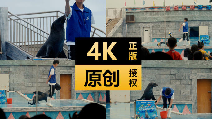 海洋馆海狮表演