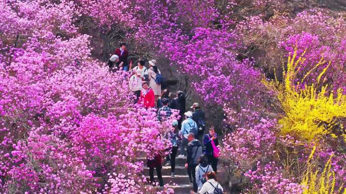 青岛大珠山杜鹃