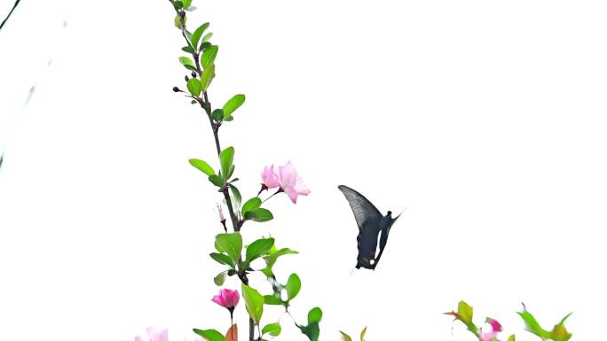 多场景多角度多款蝴蝶在海棠花上采蜜